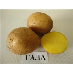 Картофель ГАЛА . 5 кг, среднеранний, 70-80 дней, мякоть желтая