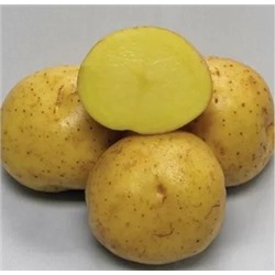 Картофель Коломбо, сетка, 5 кг, ранний 60-65 дней, желтая