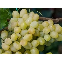 Виноград плодовый Благовест (ранний белый крупный)