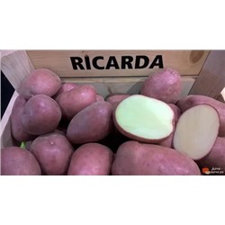 картофель РИКАРДА, 5 кг, красный, среднеранний, 75-85 дней