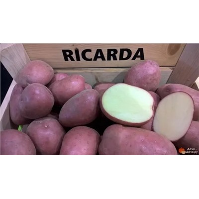 картофель РИКАРДА, 5 кг, красный, среднеранний, 75-85 дней