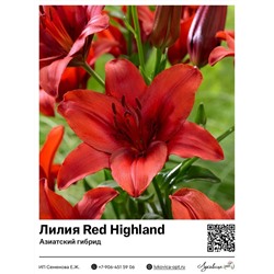 Лилия Red Highland (Азиатский гибрид) 2 шт
