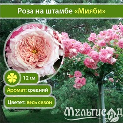 Miyabi "Мияби" японская штамб 120-140см