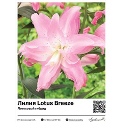 Лилия Lotus Breeze (Лотосовый гибрид) 2 шт