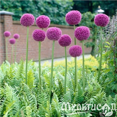 Allium Giganteum "Лук декоративный Гигантеум"