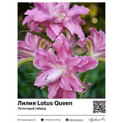 Лилия Lotus Queen (Лотосовый гибрид) 2 шт