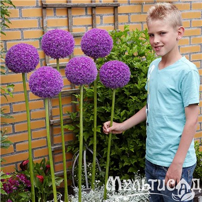 Allium Giganteum "Лук декоративный Гигантеум"