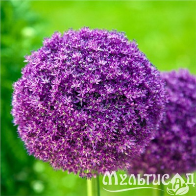 Allium Giganteum "Лук декоративный Гигантеум"