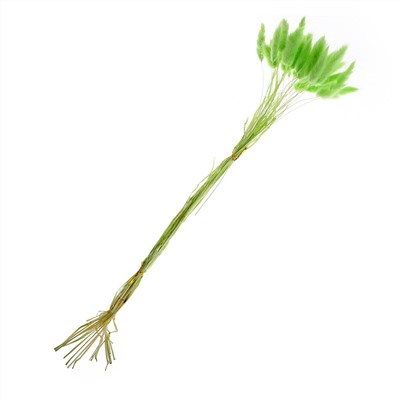 Сухие цветы лагуруса, набор 30 шт., цвет зеленый No brand