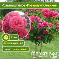 Rosarium Uetersen "Розариум Ютерсен" плетистая штамб 120-140см