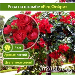 Red Fairy "Ред Фейри" почвопокровная штамб 120-140см