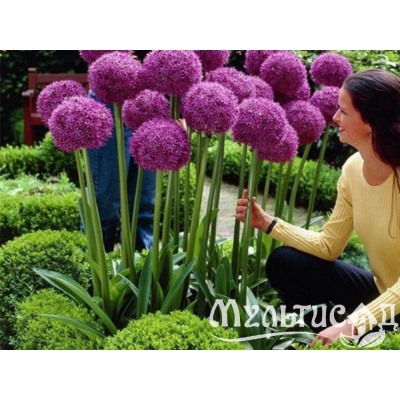 Allium Giganteum "Лук декоративный Гигантеум"