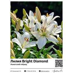 Лилия Bright Diamond (Азиатский гибрид) 2 шт