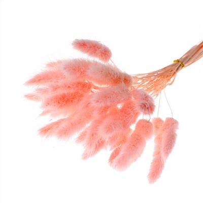 Сухие цветы лагуруса, набор 30 шт., цвет розовый No brand