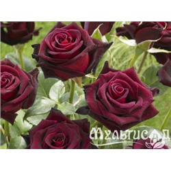 Black Baccara "Блэк Бакара"