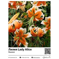 Лилия Lady Alice (Видовая лилия) 2 шт