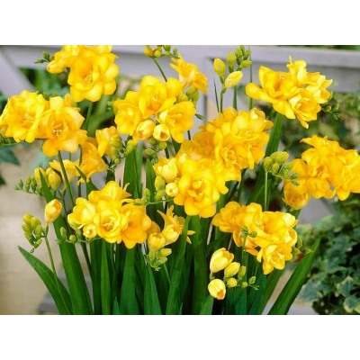 Фрезия махровая желтая "Freesia Yellow" 10шт