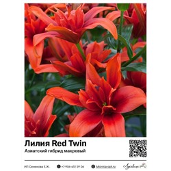 Лилия Red Twin (Азиатский махровый гибрид) 2 шт