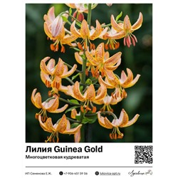 Лилия Guinea Gold (Многоцветковая кудреватая) 2 шт