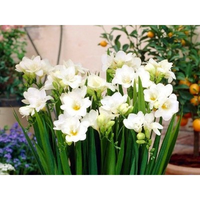 Фрезия махровая белая "Freesia White" 10шт