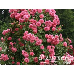 Rosarium Uetersen "Розариум Ютерсен"