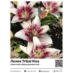 Лилия Tribal Kiss (Азиатский двухцветный гибрид)2 шт