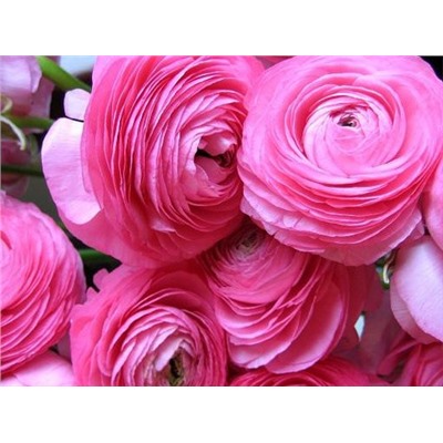 Лютик розовый "Ranunculus Pink" 10шт