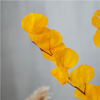 Сухоцвет персикого дерева, 50 г, длина — 70 см, цвет желтый No brand