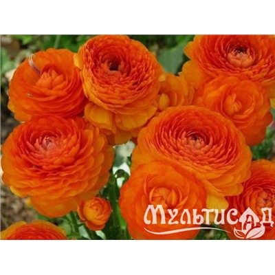 Лютик оранжевый "Ranunculus Orange" 10шт