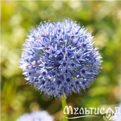 Allium Azureum "Лук декоративный Азуреум" 5шт