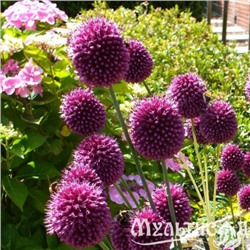 Allium Sphaerocephalon "Лук декоративный Круговой" 5шт