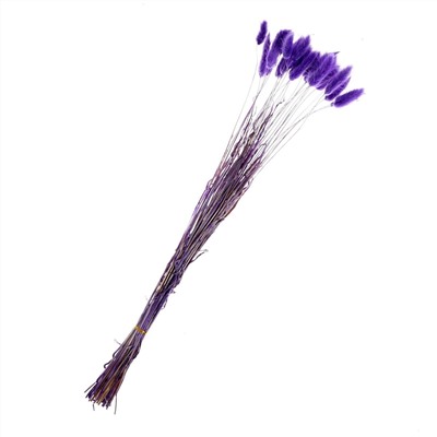 Сухие цветы лагуруса, набор 30 шт., цвет фиолетовый No brand