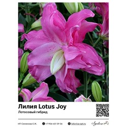 Лилия Lotus Joy (Лотосовый гибрид) 2 шт