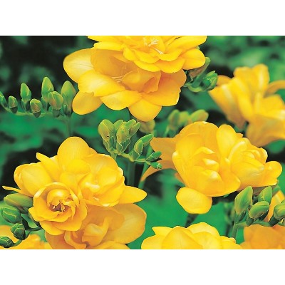 Фрезия махровая желтая "Freesia Yellow" 10шт