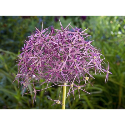 Allium Cristophii "Лук декоративный Кристофа"