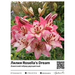 Лилия Rosella's Dream (Азиатский двухцветный гибрид)2 шт