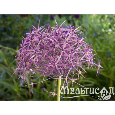 Allium Cristophii "Лук декоративный Кристофа"