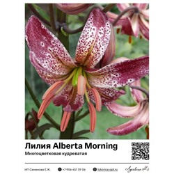 Лилия Alberta Morning (Многоцветковая кудреватая) 2 шт