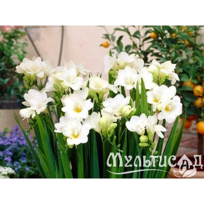 Фрезия махровая белая "Freesia White" 10шт