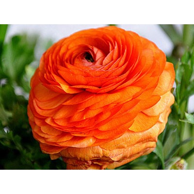 Лютик оранжевый "Ranunculus Orange" 10шт