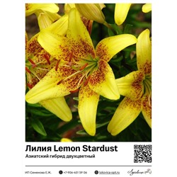 Лилия Lemon Stardust / Latvia (Азиатский двухцветный гибрид) 2 шт
