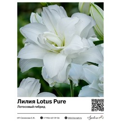 Лилия Lotus Pure (Лотосовый гибрид) 2 шт