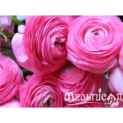 Лютик розовый "Ranunculus Pink" 10шт