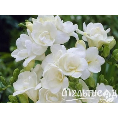 Фрезия махровая белая "Freesia White" 10шт