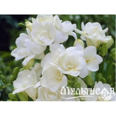 Фрезия махровая белая "Freesia White" 10шт