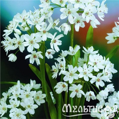 Allium Cowanii "Лук декоративный Ковани" 5шт