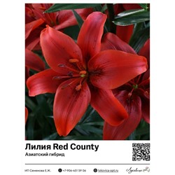 Лилия Red County (Азиатский гибрид) 2 шт
