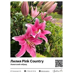 Лилия Pink Country (Азиатский гибрид) 2 шт