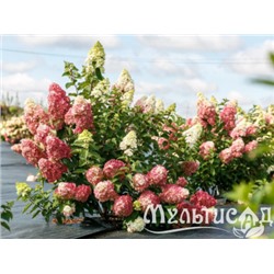 Гортензия метельчатая Fraise Melba "Фрайз Мельба" Р9