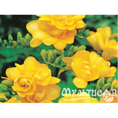 Фрезия махровая желтая "Freesia Yellow" 10шт